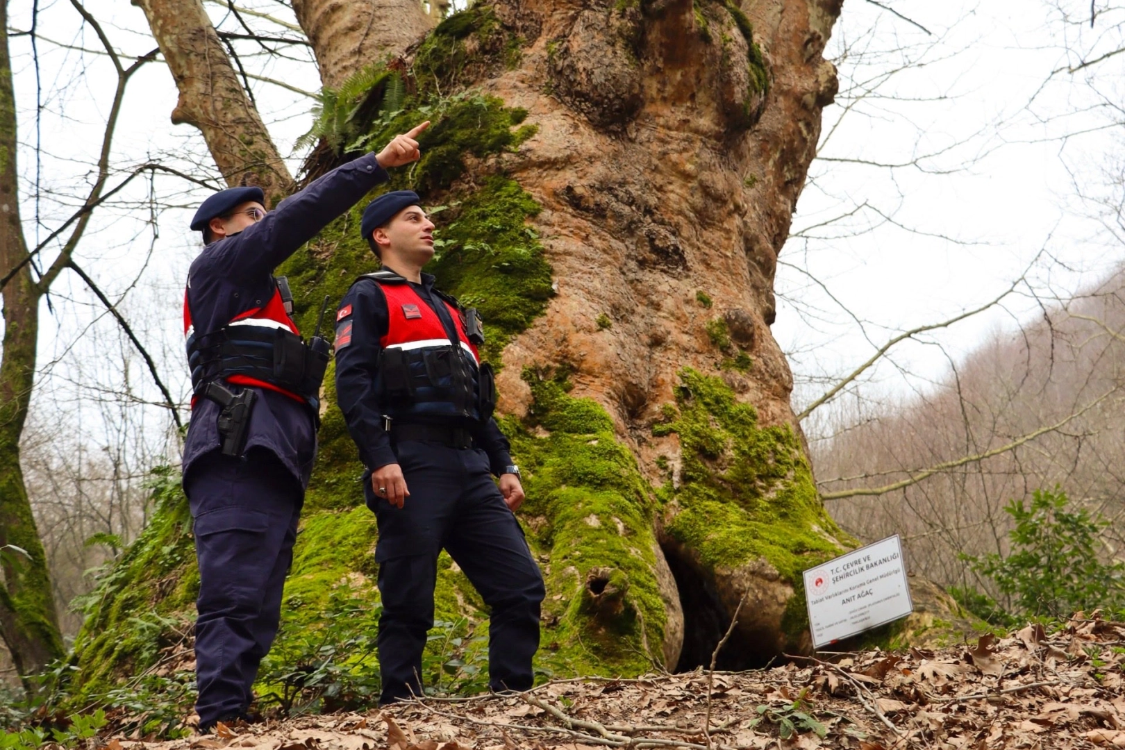 Yalova'da Turizm Güvenliği: Jandarma Erikli Şelalesi ve Kapılı Çınar'da Devriyeleri Artırdı