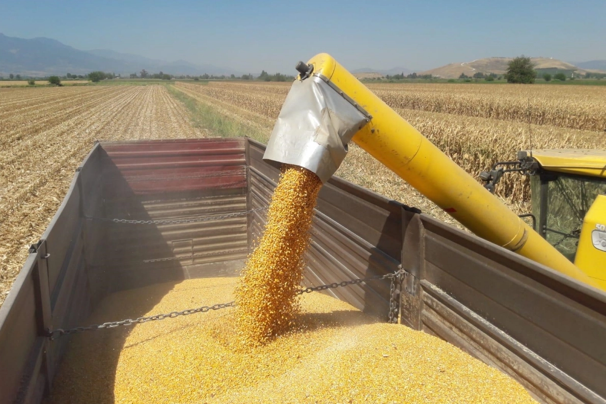 Mısır İthalatında 3 Milyon Tonluk Tarife İndirimi: Vergi 0'dan %5'e Düşüyor