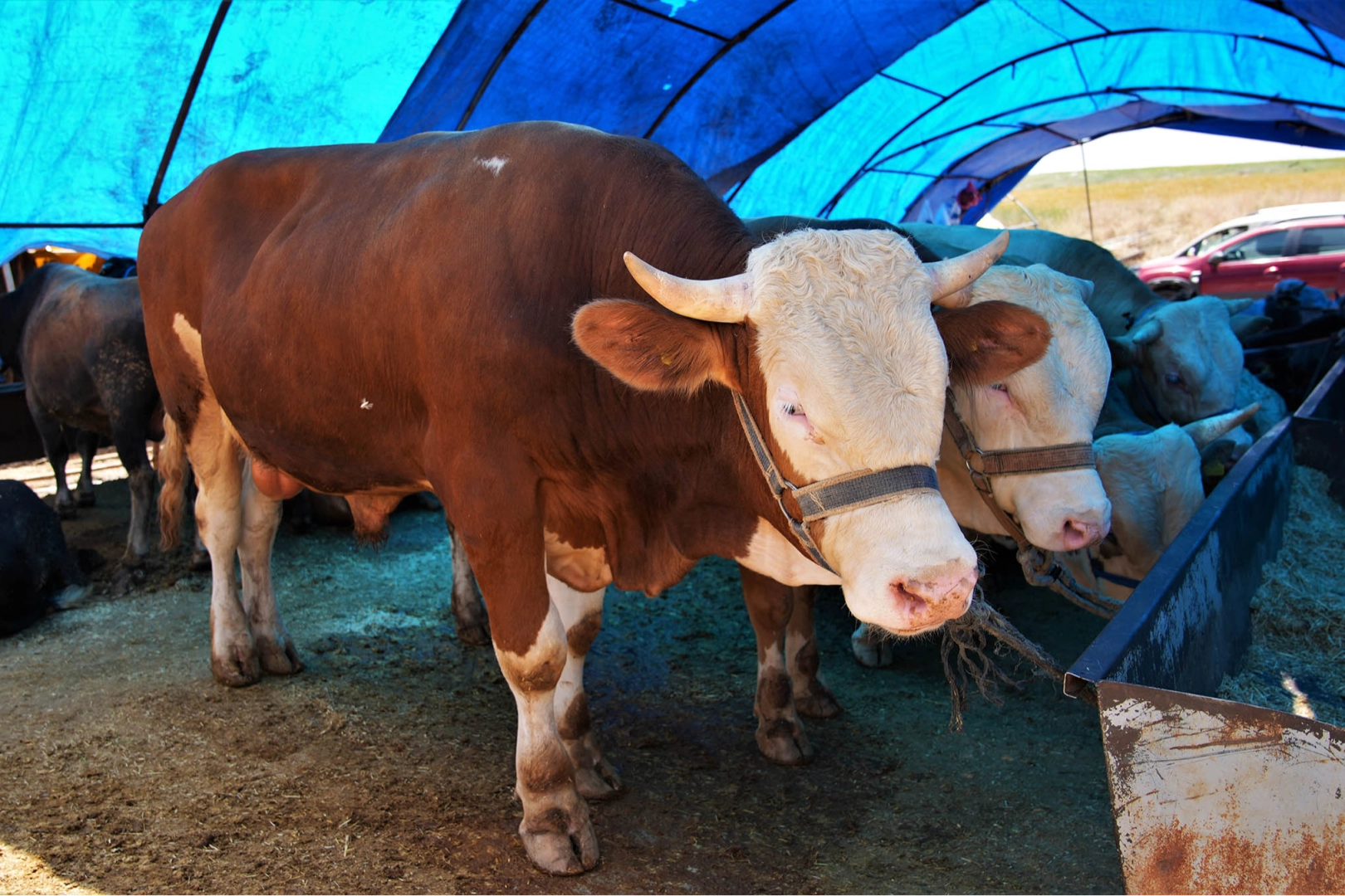 Keçiören'de Kurban Satış Yeri Başvuruları 10 Nisan'da Başlıyor: İşte Detaylar