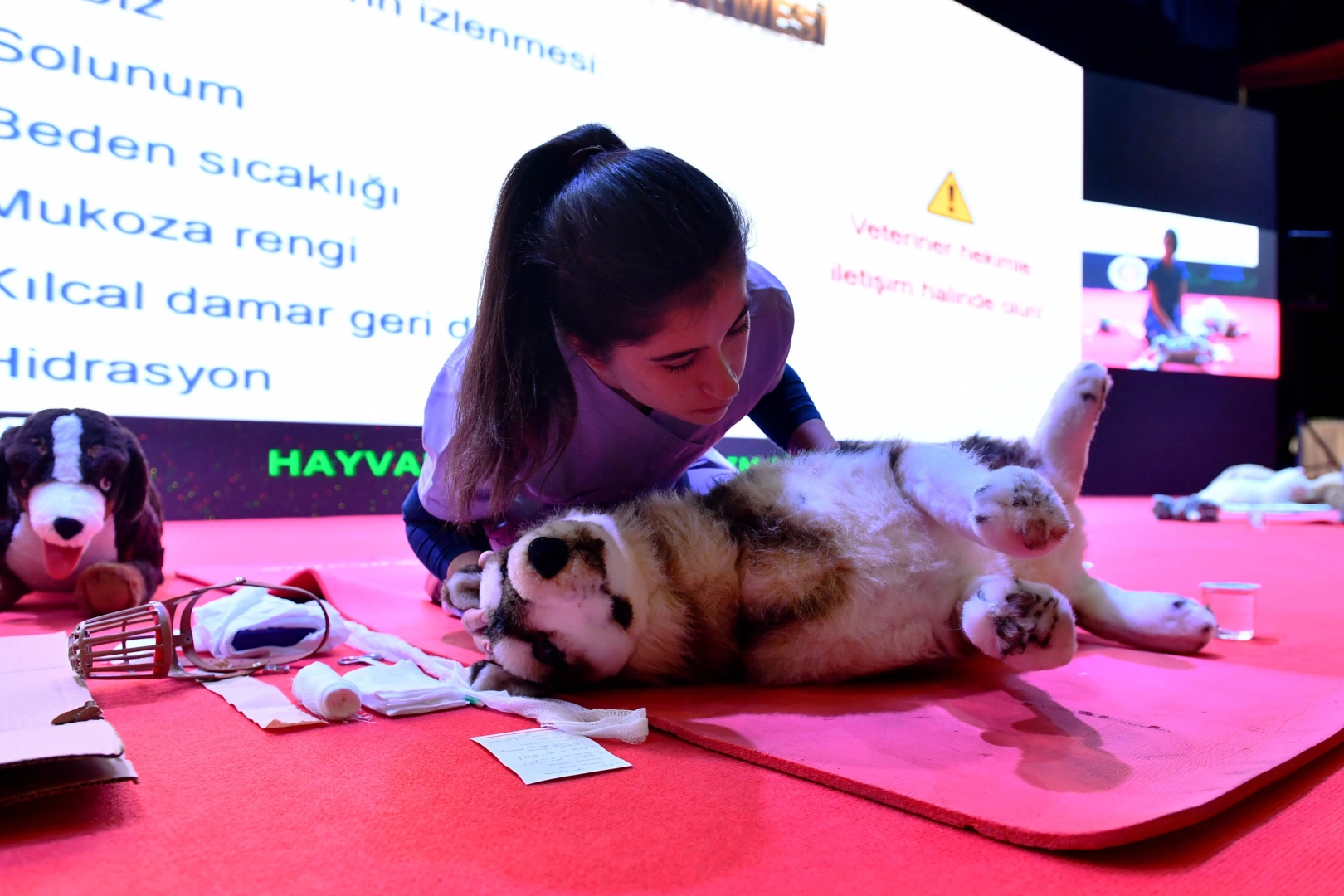 Ankara'da 8 Milyon Sokak Hayvanına Sağlık Desteği: 116 Bin Kısırlaştırma