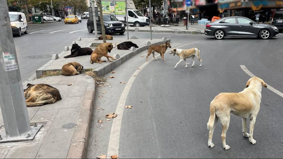İstanbul'da Sahipsiz Köpek Krizi: Valilik Mayıs Sonu İçin Yerel Yönetimlere Ültimatom