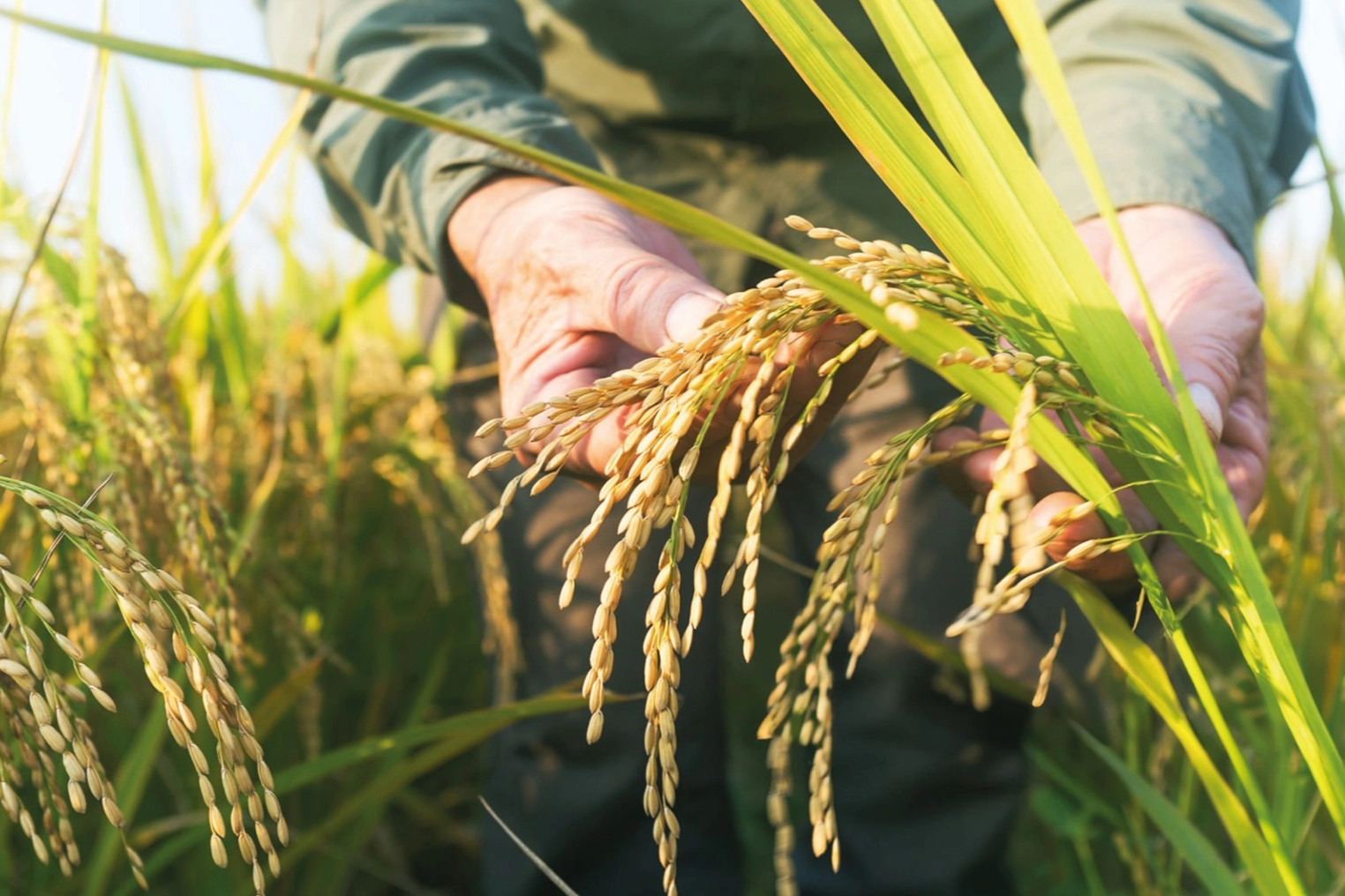 Edirne'deki Çeltik Zirvesi: 'Beyaz Altın'ın Geleceği Tartışılacak