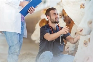 Denizli'de Üreticilere Ücretsiz Veteriner Desteği: 10 İlçede Başvurular Başladı