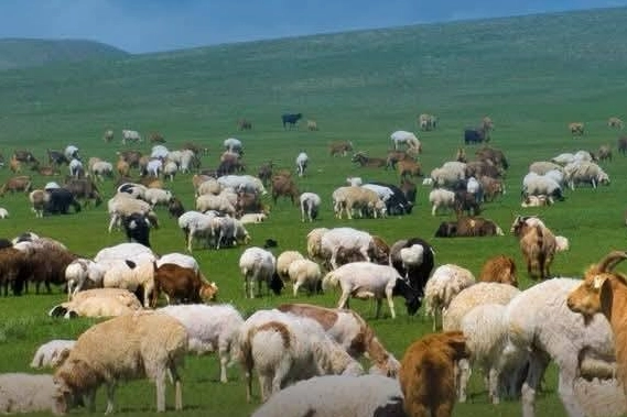 Küçükbaş Hayvancılığa Destek Başvuruları 30 Nisan'da Sona Eriyor