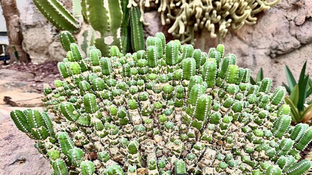 Doğanın En Acı Maddesi: Scoville'de 16 Milyar ile Rekor Kırıyor