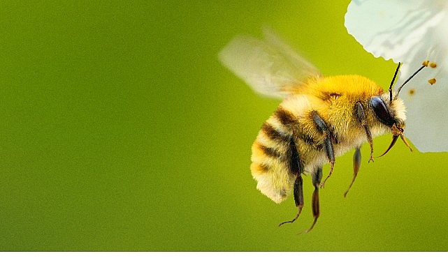 Arıların Gizli Yaşamı 7 Nisan'da Ekranlarda: 20.000 Türün Etkileyici Hikayesi