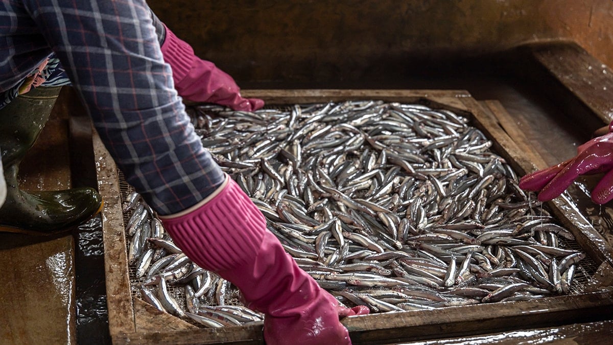Hamsi Ton Balığına Karşı Zafer Kazandı: Kalp ve Beyin Dostu En Ucuz Balık