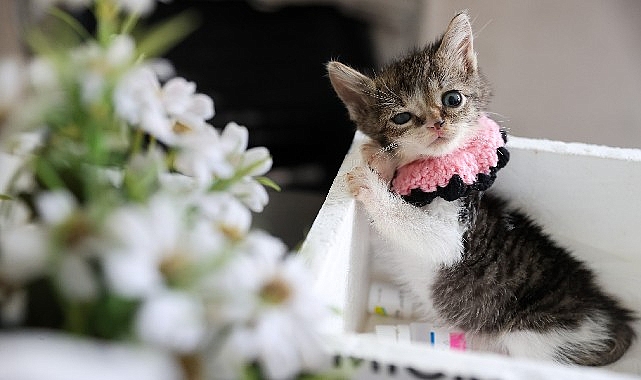 Buca'da Yaralı Kedi Zero'nun Hayat Mücadelesi Belediyeyi Seferber Etti