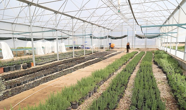 Antalya Büyükşehir 5 Bin Aşılı Keçiboynuzu Fidanını Ücretsiz Dağıtıyor