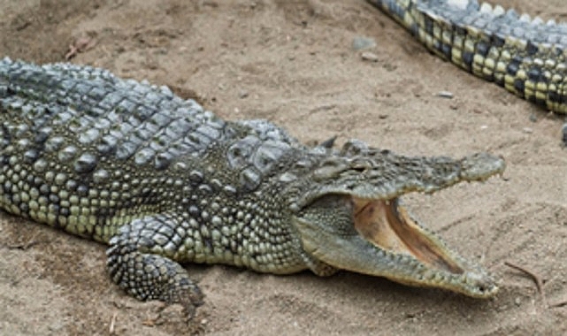 İzmir'de 23 Nisan Coşkusu: Doğal Yaşam Parkı 7 Gün Ücretsiz