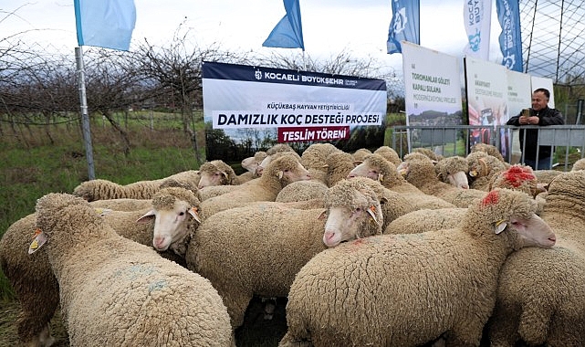 Kocaeli'de 392 Damızlık Koç Üreticilere Teslim Edildi: 7.15 Milyon TL'lik Destek