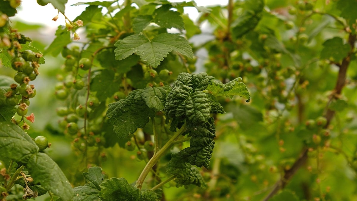 Frenk Üzümü Avrupa'da 30 Euro'ya Satılırken Türkiye'de Neden Tanınmıyor?