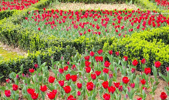 İstanbul'da 3.5 Milyon Lale ile Bahar Şöleni: Lale Bayramı 11-12 Nisan'da