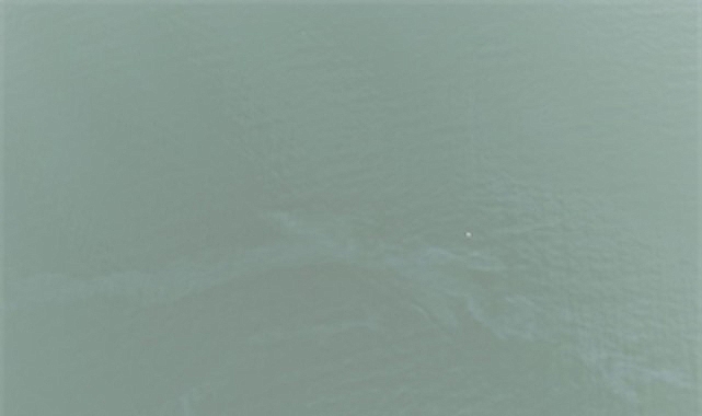 İzmir Körfezi'nde 11. Kirlilik Alarmı: Yakıt Atıkları Canlı Yaşamı Tehdit Ediyor