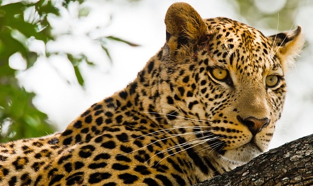 Kalahari Çölü'nün Gizemli Dünyası 19 Nisan'da National Geographic WILD'da