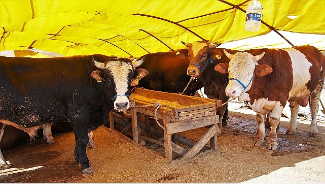 Keçiören'de Kurban Satış Alanı Başvuruları 10 Nisan'da Başlıyor