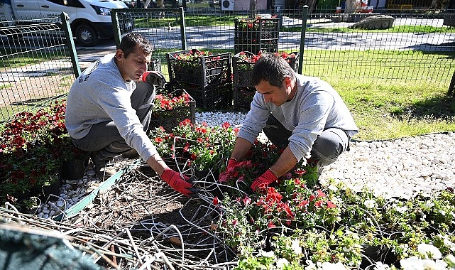 Kemer'de Turizm Sezonu İçin 10 Bin Petunya Dikiliyor