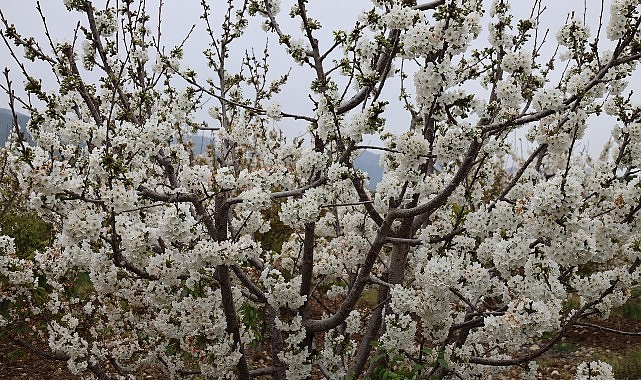 Kiraz Hasreti Son Buluyor: 200 Milyon Dolar İhracat Hedefiyle Bereketli Sezon