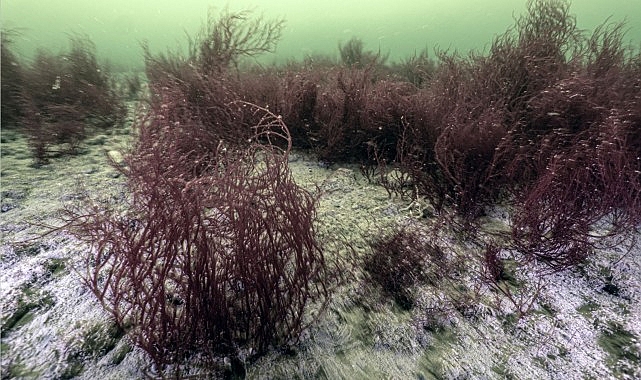 İzmit Körfezi'nde 1,8 Milyon Metreküp Çamur Temizlendi, Yunuslar Geri Döndü