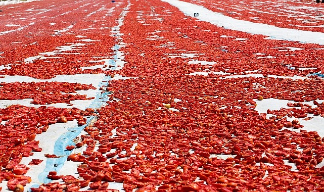 Ege Bölgesi meyve sebze mamulleri ihracatının yüzde 43'ünü tek başına gerçekleştirdi