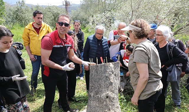Seferihisar'da Zeytin Üreticilerine Uygulamalı Budama ve Aşılama Eğitimi