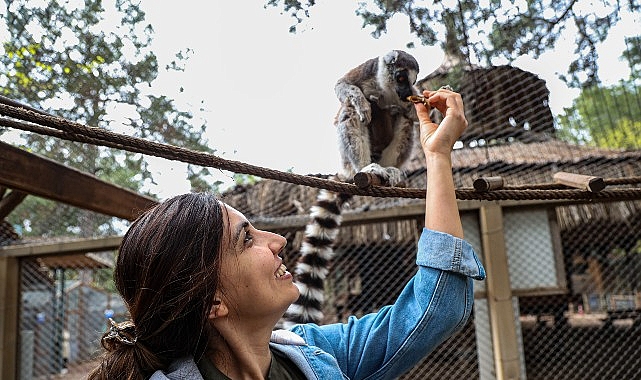 Antalya Doğal Yaşam Parkı'nda Yeni Lemur Yavrusu 'Zabumafu' Ziyaretçilerin Yüzünü Güldürüyor