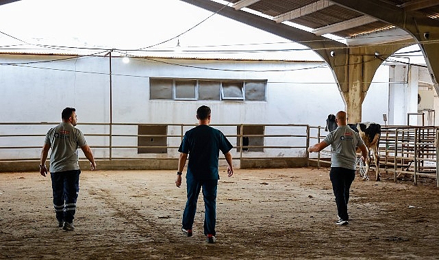 Antalya Büyükşehir'den 6 kişilik kurban yakalama timi: Kaçan hayvanlara anestezi tüfeğiyle müdahale
