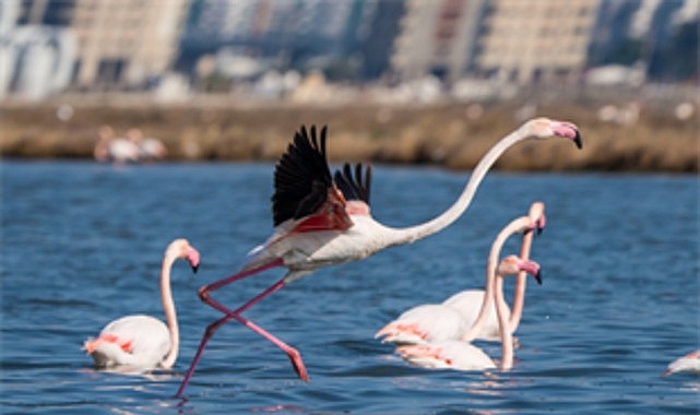 Bayramda Flamingo Yolu Turları: Gediz Deltası'nda Unutulmaz Doğa Deneyimi