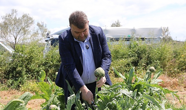 Seferihisar'da Enginar Hasadı Başladı: Başkan Yetişkin Üreticilerle Tarlaya İndi