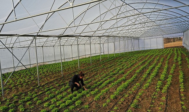 Kocaeli'de Çiftçilere Yüzde 50 Hibeli Modern Sera Desteği: Son Başvuru 22 Mayıs