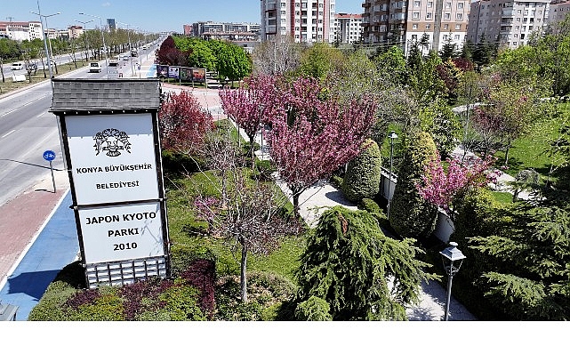 Konya'da Sakura Çiçekleri Açtı: Japonya'ya Gitmeye Gerek Yok