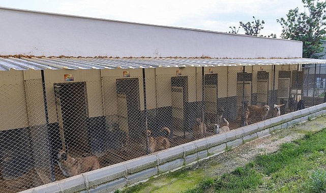 Yenişehir'de Sokak Hayvanlarına 5 Yıldızlı Bakım: 15 Bin Metrekarelik Dev Merkez