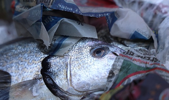 Antalya Otogarı'nda 260 Kilo Kaçak Balığa El Konuldu: Av Yasağı Delindi
