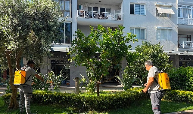 Kemer Liman Caddesi'nde Büyükşehir'den Kapsamlı Bakım: Beyaz Sinekle Mücadele ve Yenileme