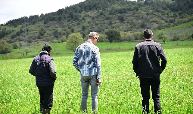 Manisa'da 1906 Üreticiye Dağıtılan Tohumlar Filizlendi: Hasat İçin Geri Sayım