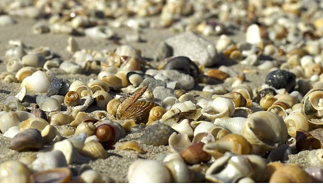 Deniz Kabuklarının Büyüleyici Evrimi: National Geographic WILD'da Yeni Belgesel