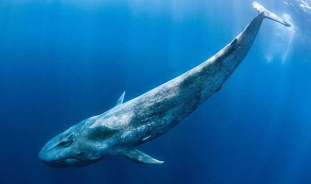 Okyanusun Devleri 'Derin Deniz Devleri' National Geographic WILD'da