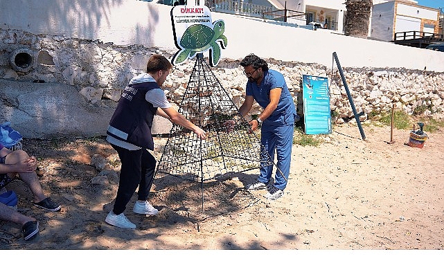 Didim Kıyılarında Caretta Carettalar Koruma Altına Alındı