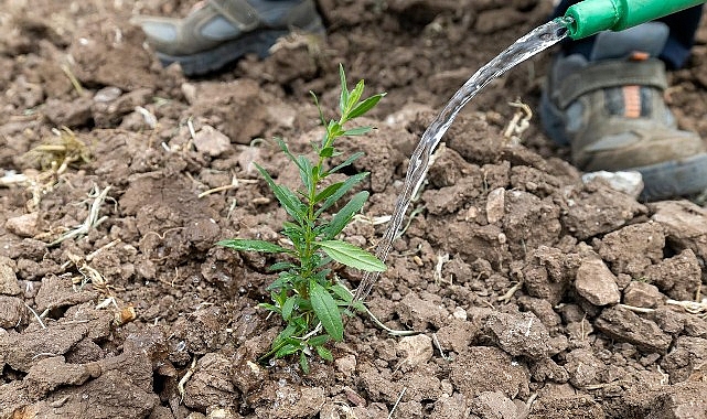 Mersin'de Kuraklığa Karşı 15 Bin Tıbbi Bitki: Ekolojik Havza Projesi