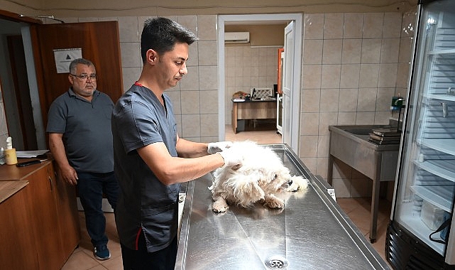 Kemer Belediyesi Mayıs Ayında 149 Sokak Hayvanını Kısırlaştırdı