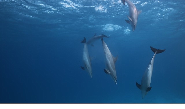 Kızıldeniz'in Gizemli Dünyası National Geographic WILD'da Belgesel Oluyor