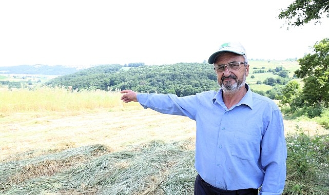 Kocaeli'de Süt Otu Hasadı Başladı: Çiftçilere Yüzde 75 Hibeli Tohum Desteği