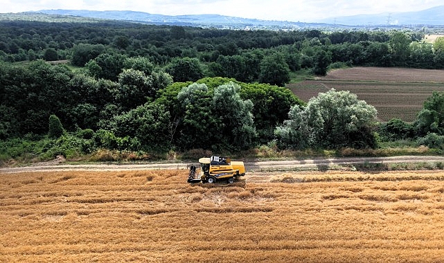 Kocaeli'de Yem Bitkisi Desteğiyle Tarımda Rekor Verim: Arpa Hasadı Başladı