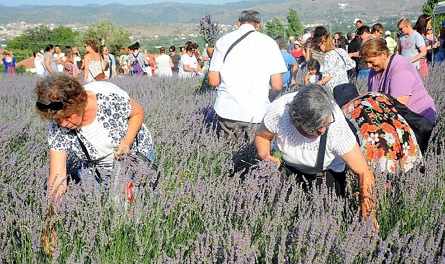 Seferihisar Lavanta Hasat Şenliği 11. Kez Düzenleniyor: Tarih ve Detaylar