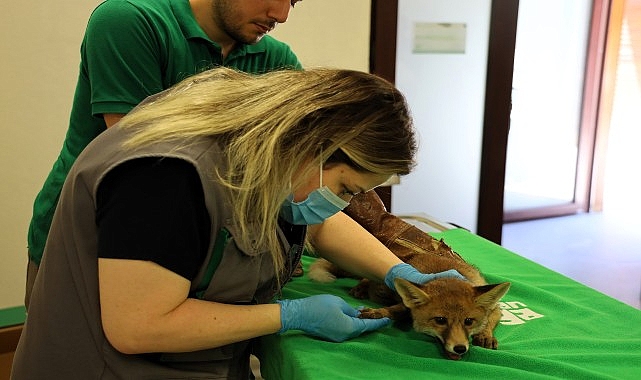 Kaza Geçiren Yavru Tilki Ormanya'da Sağlığına Kavuşuyor: 930 Gramdan 1.5 Kiloya Ulaştı
